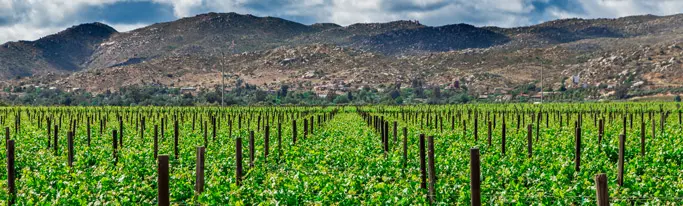 mexico wine tour - valle de guadalupe tour - baja wine